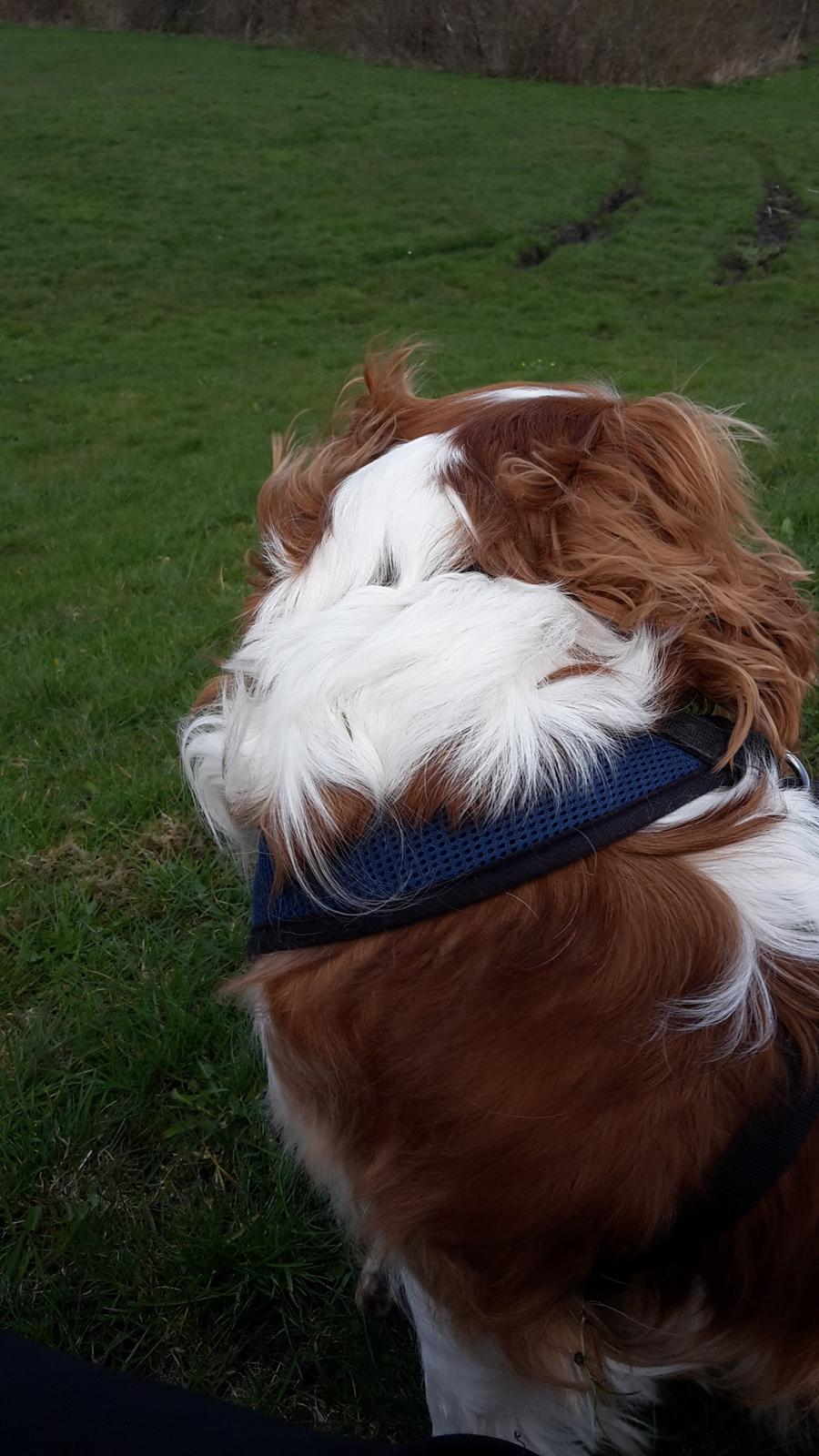 Cavalier king charles spaniel Jacki billede 7