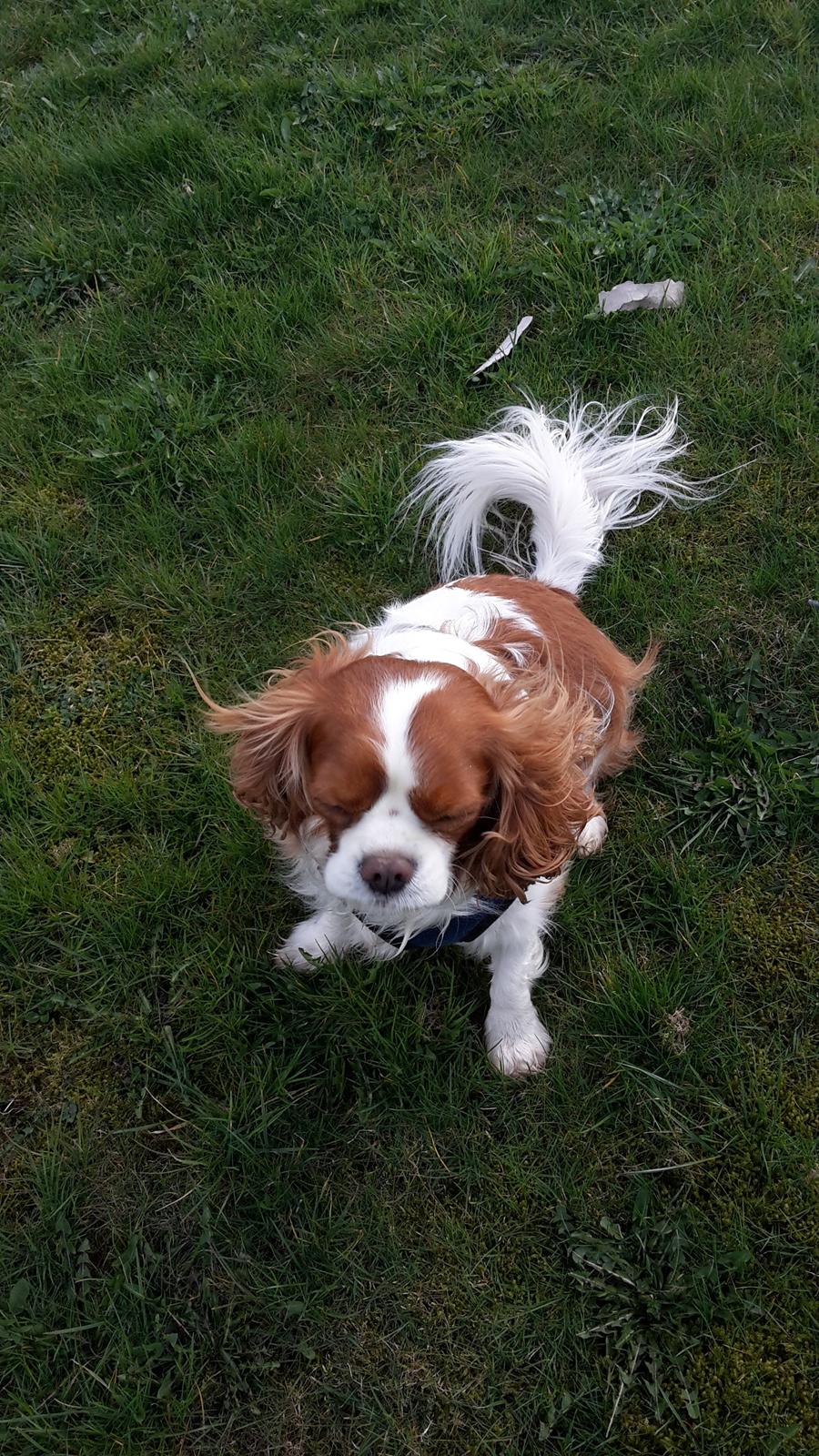 Cavalier king charles spaniel Jacki billede 9