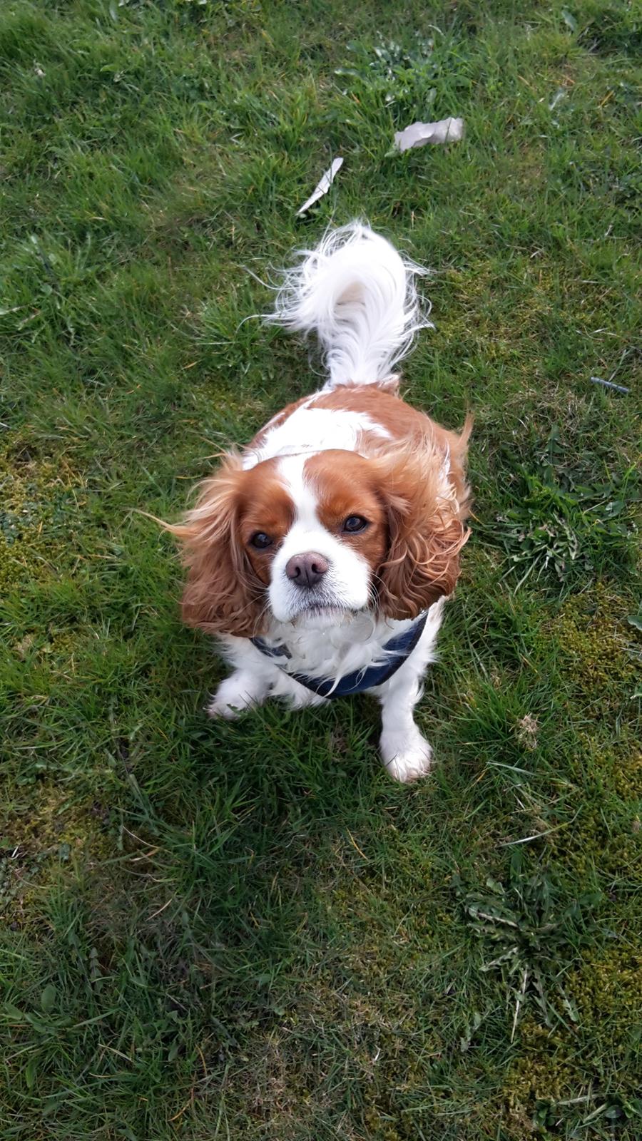 Cavalier king charles spaniel Jacki billede 10
