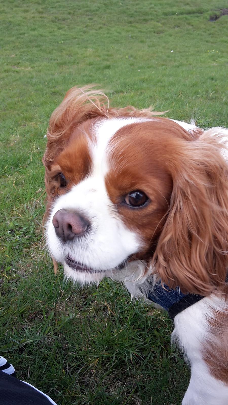 Cavalier king charles spaniel Jacki billede 8