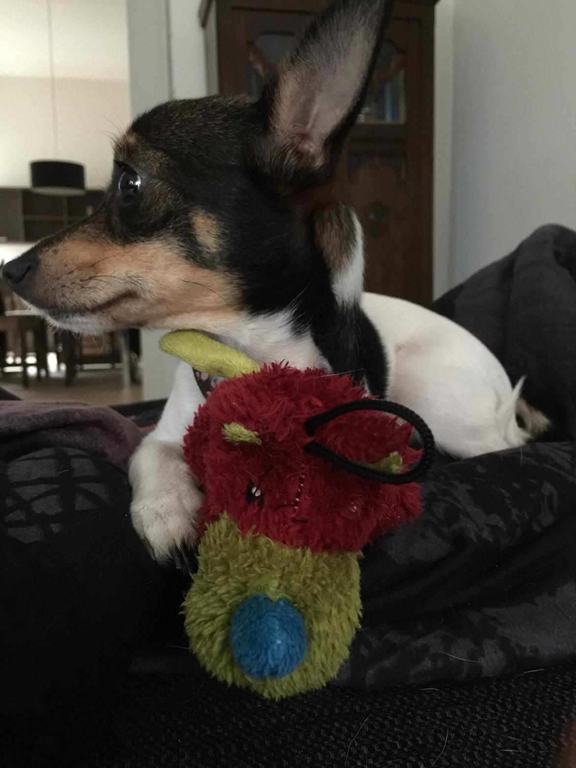 Blanding af racer Mille  billede 37