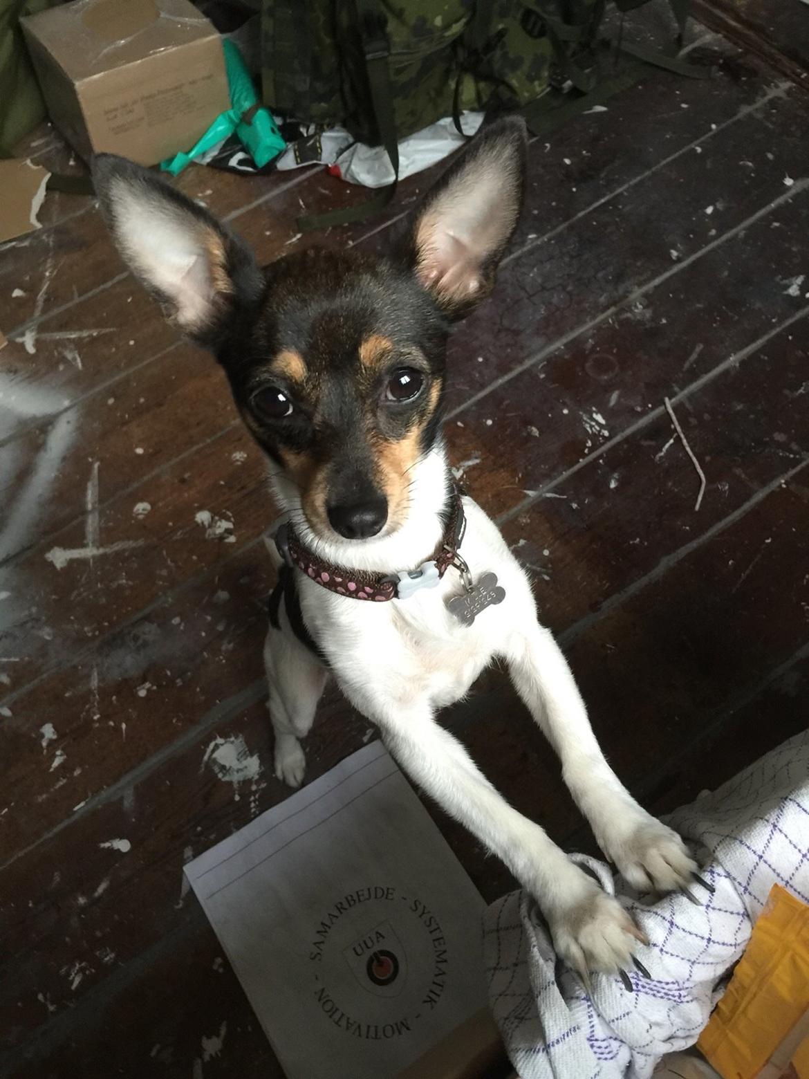 Blanding af racer Mille  billede 38