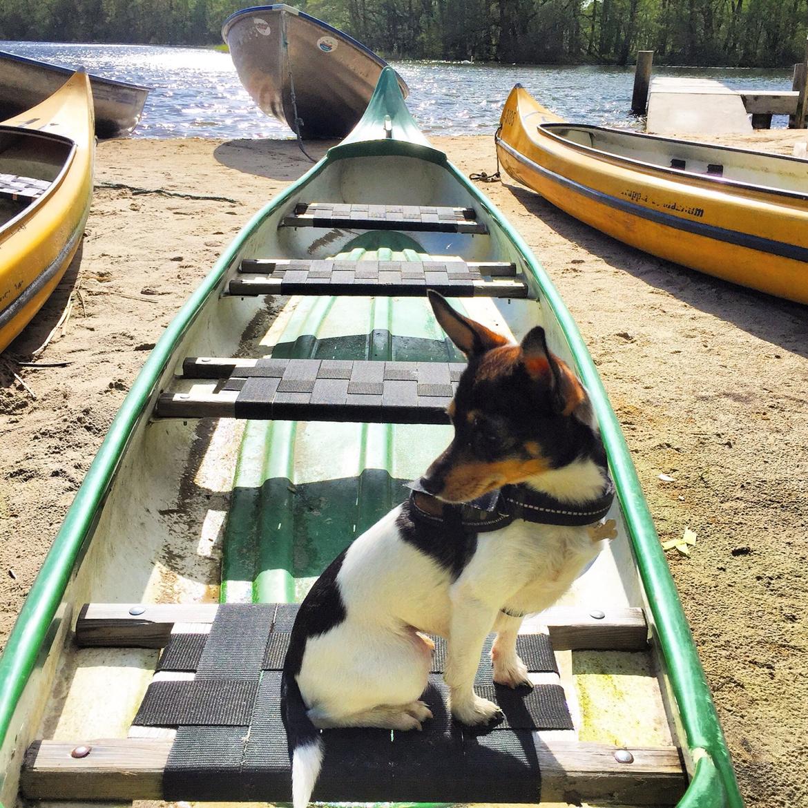 Blanding af racer Mille  billede 39