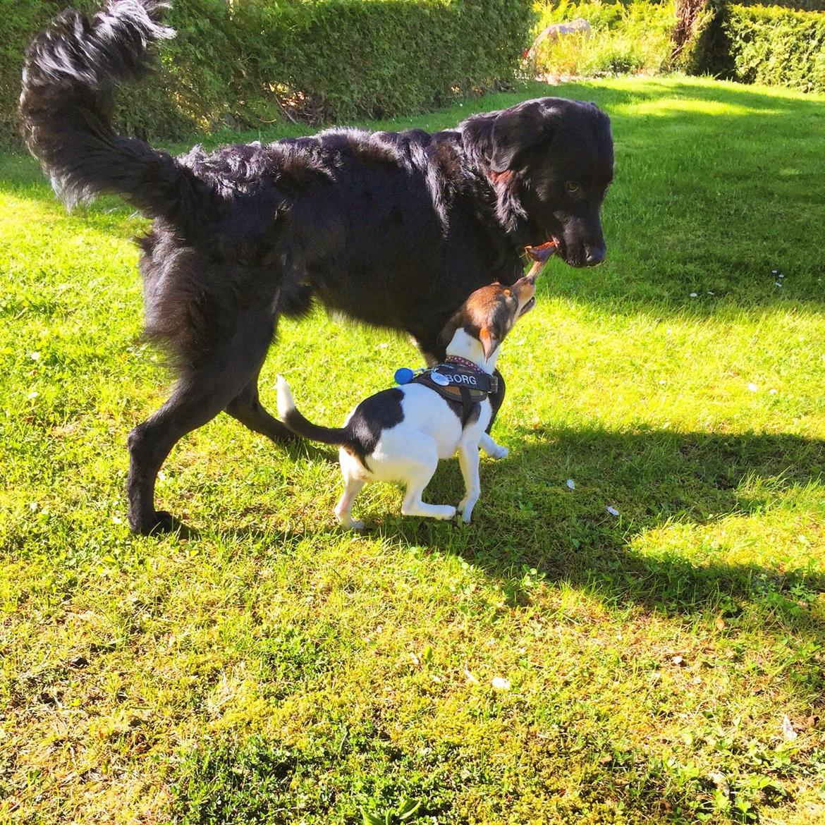 Blanding af racer Mille  billede 36