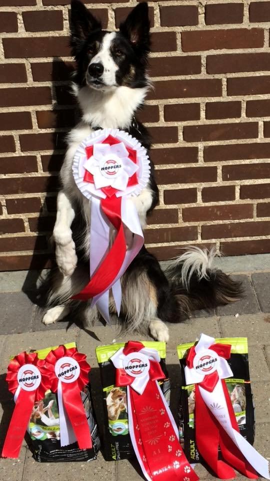 Border collie Laika - Præmie billede fra Nordseeturnier :-)  billede 6