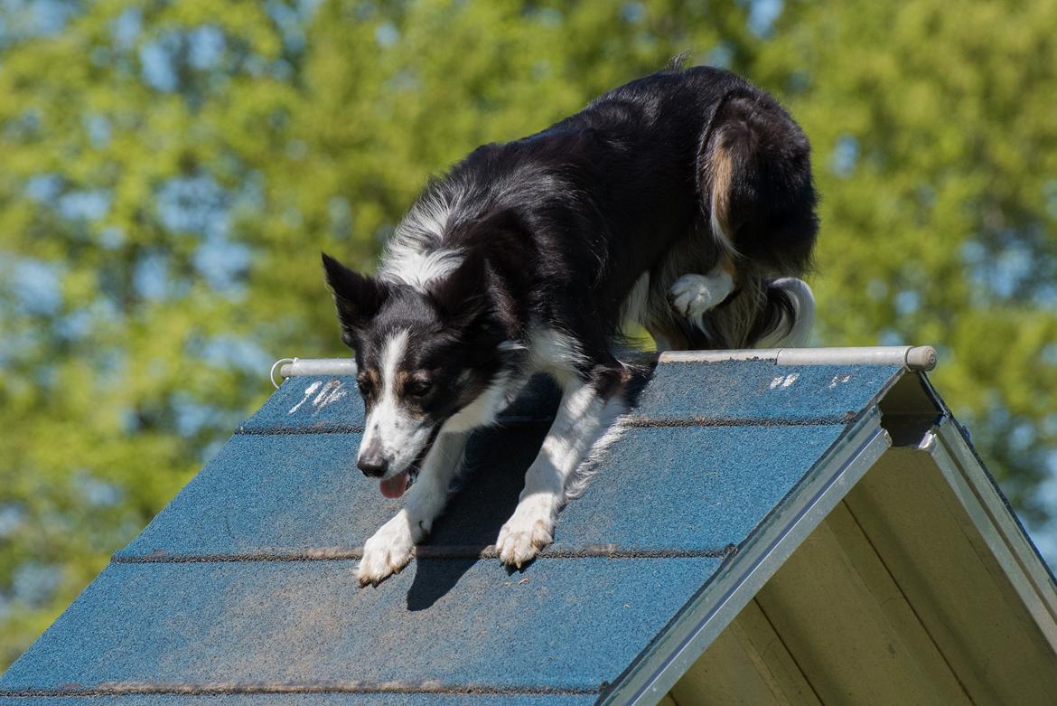 Border collie Laika billede 32