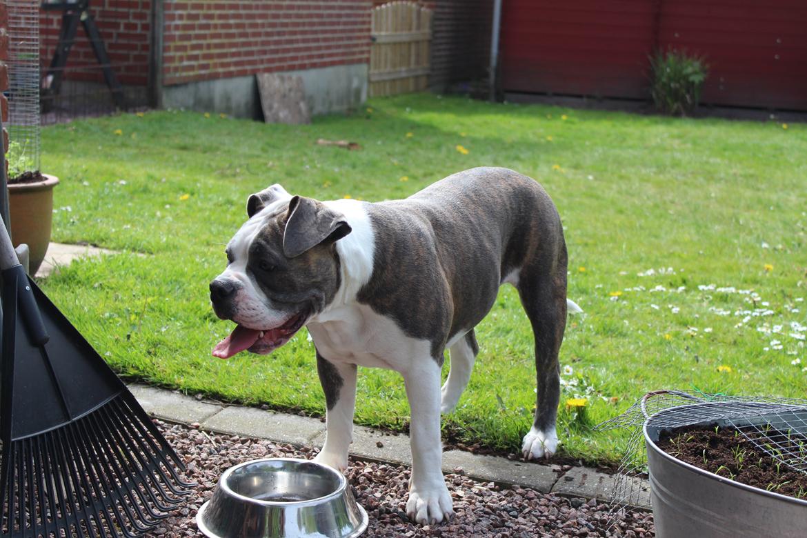 Olde english bulldogge DiamondBulls Anastasia aka "Åse" - 6 mdr. billede 38