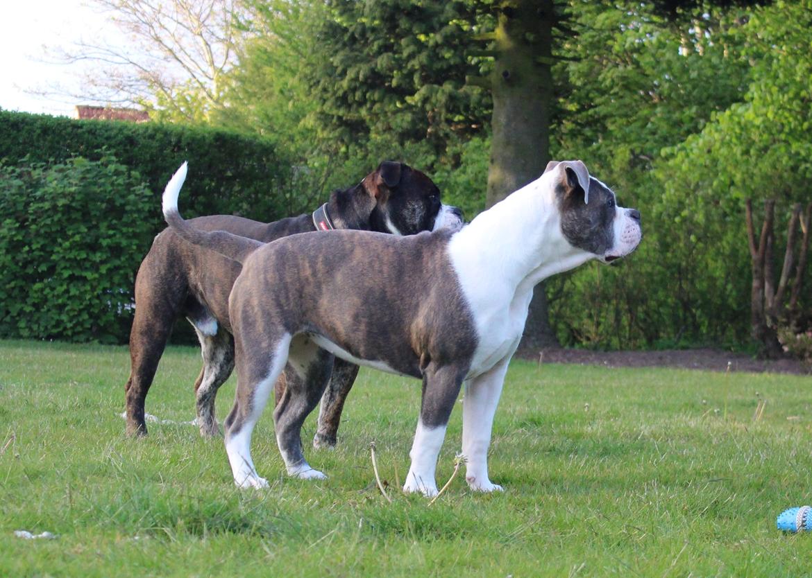 Olde english bulldogge DiamondBulls Anastasia aka "Åse" - 6 mdr. billede 40