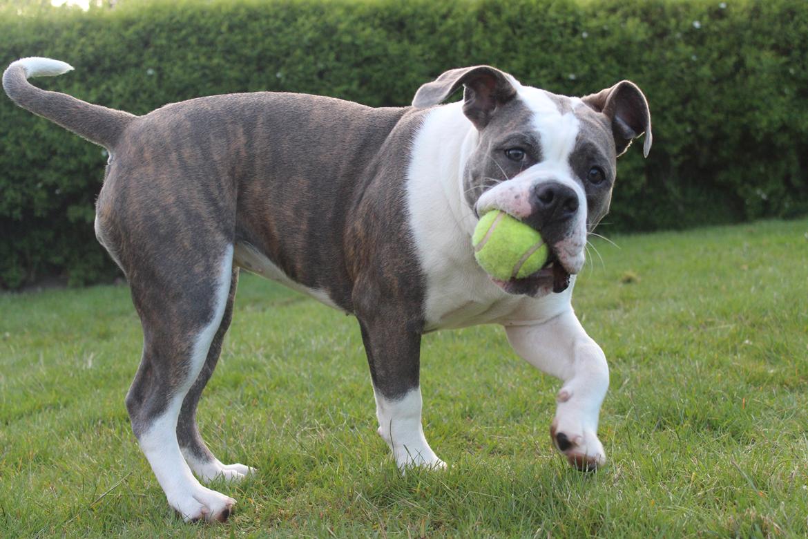 Olde english bulldogge DiamondBulls Anastasia aka "Åse" - 6 mdr. billede 41