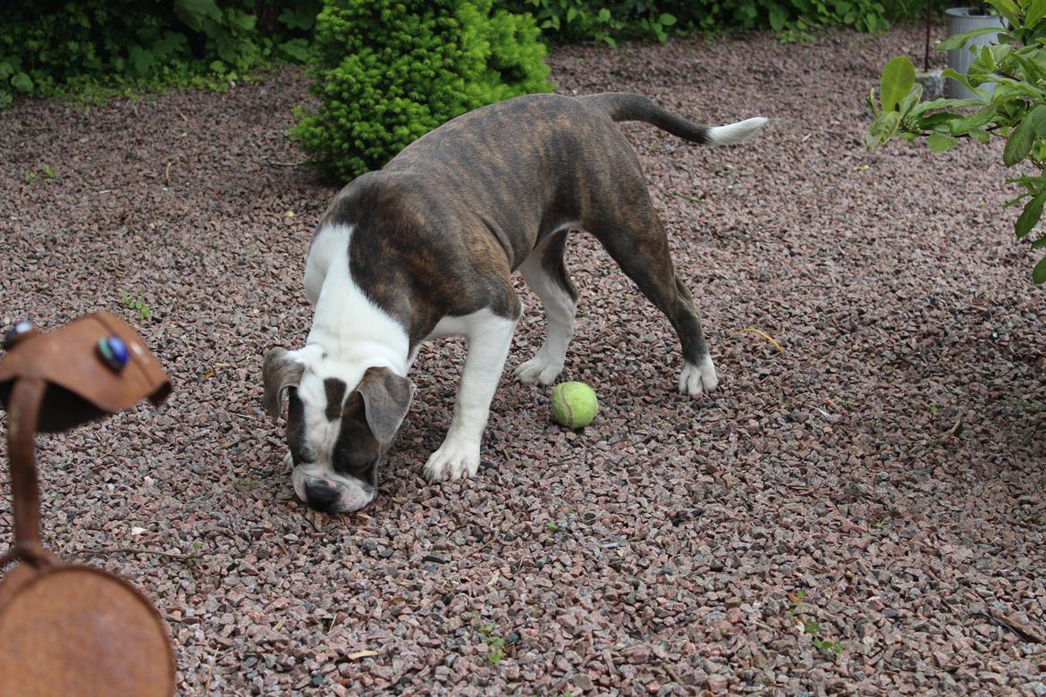 Olde english bulldogge DiamondBulls Anastasia aka "Åse" - 6 mdr. billede 39