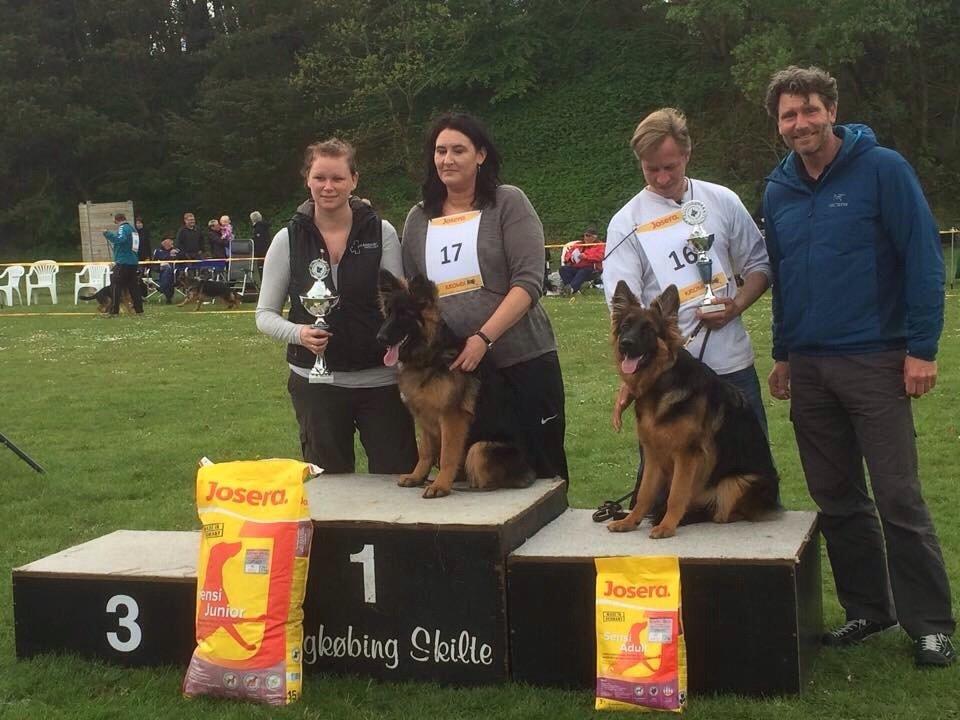 Schæferhund Nikita billede 10