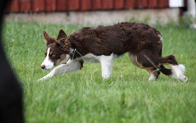 Border collie Edith billede 4