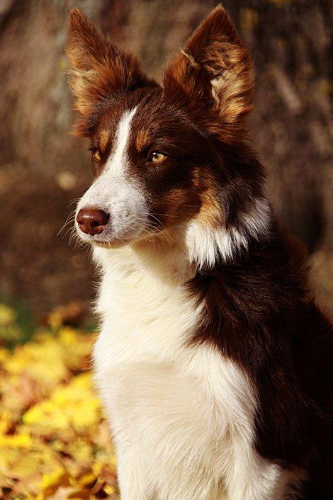 Border collie Edith billede 2