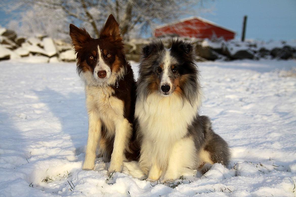 Border collie Edith billede 3