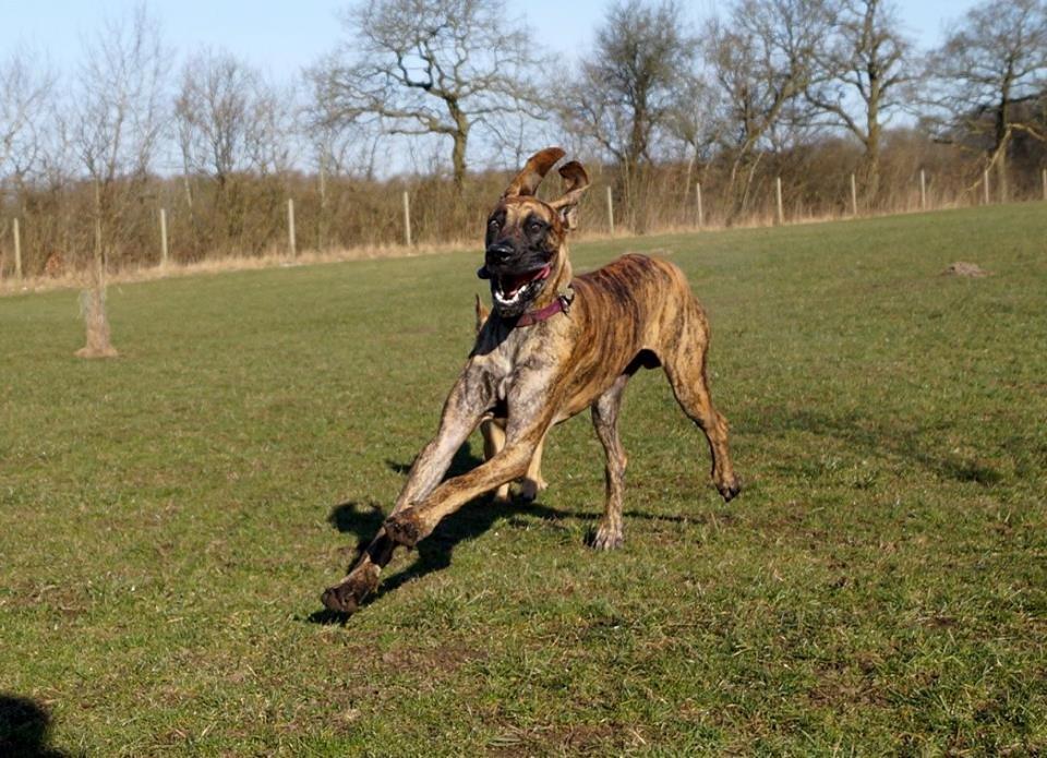 Grand danois Mini billede 27