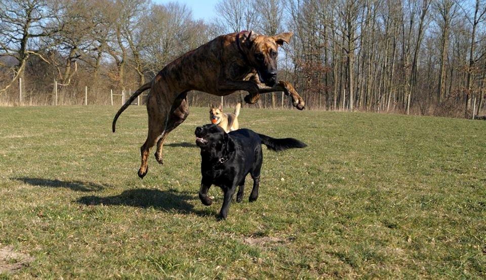 Grand danois Mini billede 28