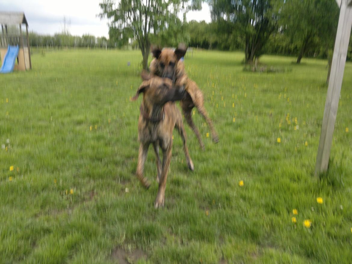 Grand danois Mini billede 30