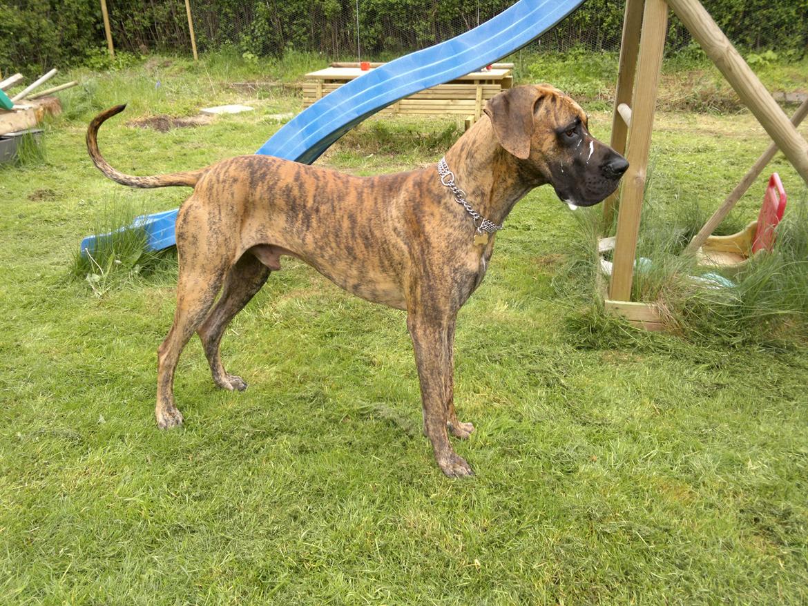 Grand danois Mini billede 31