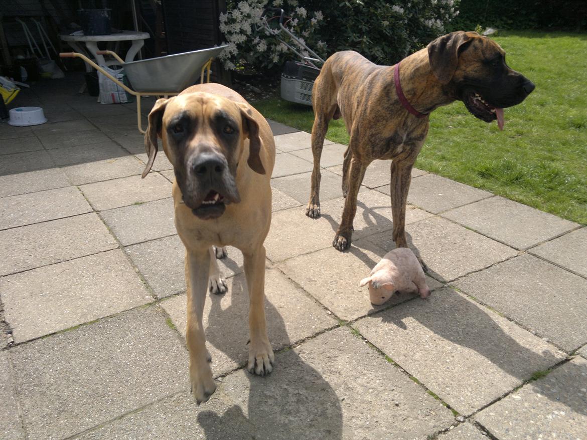 Grand danois Mini billede 32