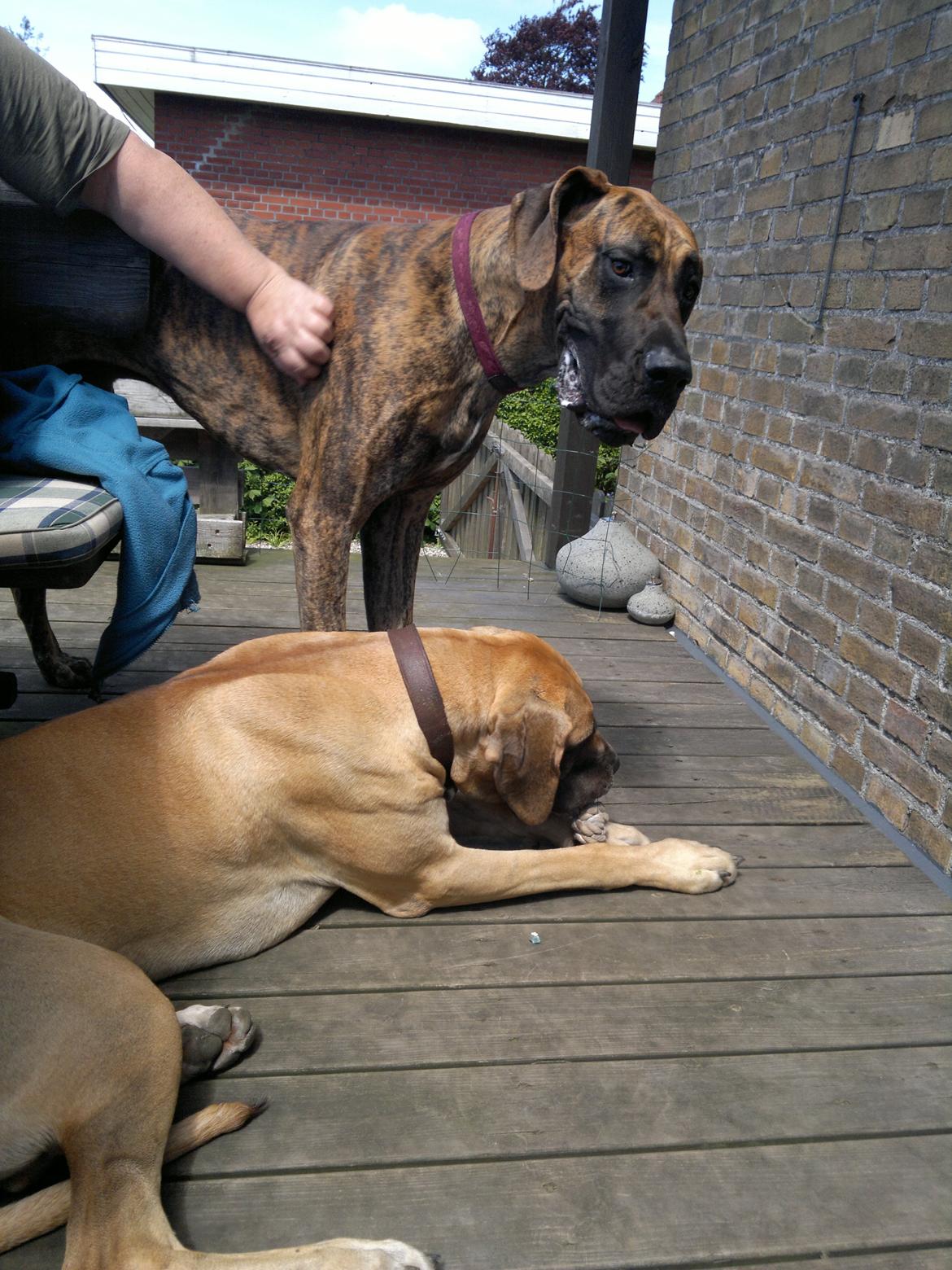 Grand danois Mini billede 33