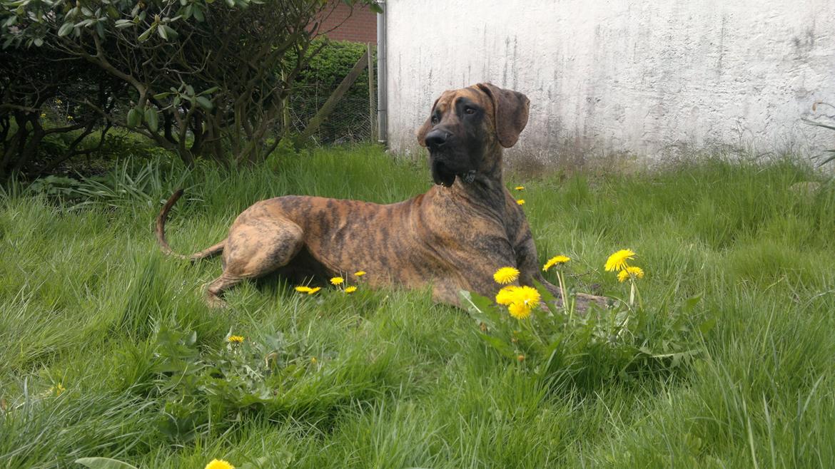 Grand danois Mini billede 29