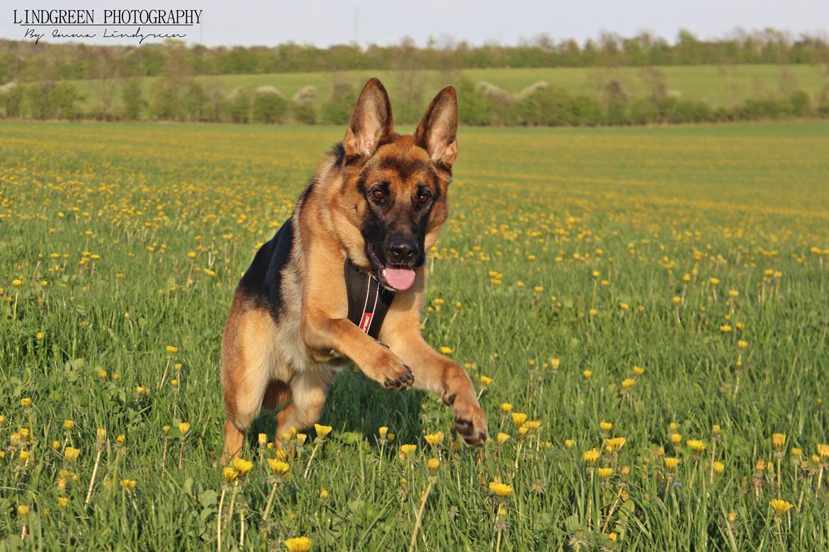 Schæferhund Degner Carlo - Forår 15 billede 5