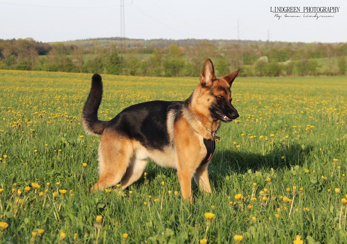 Schæferhund Degner Carlo - Forår 15 billede 31