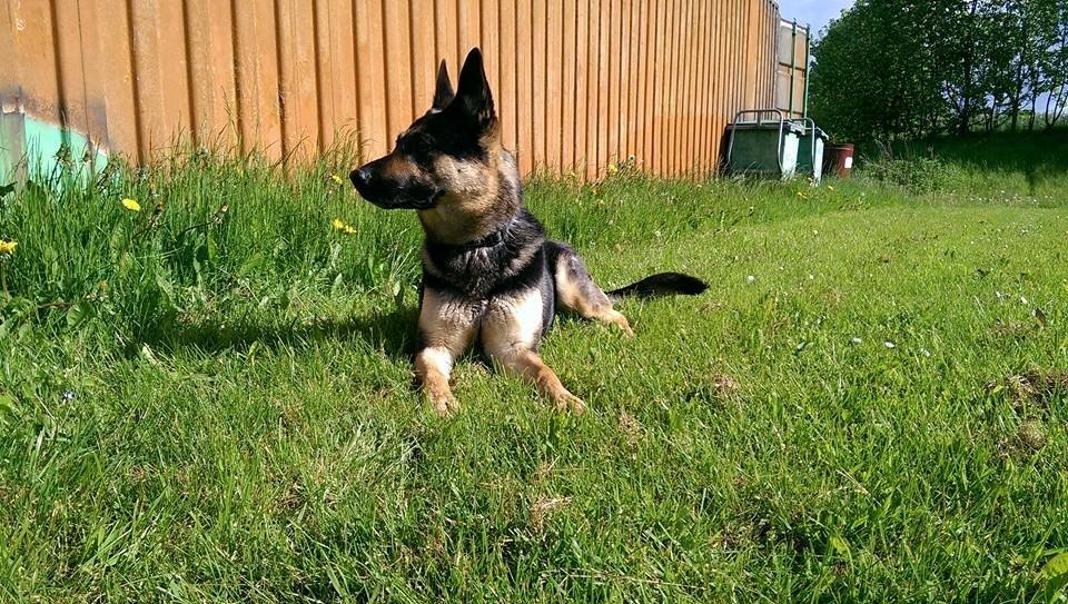 Schæferhund Juice 17/2-2011 - 7/9-2021 - Maj 2015 under optagelse til Roskilde Lokaltv.  billede 20