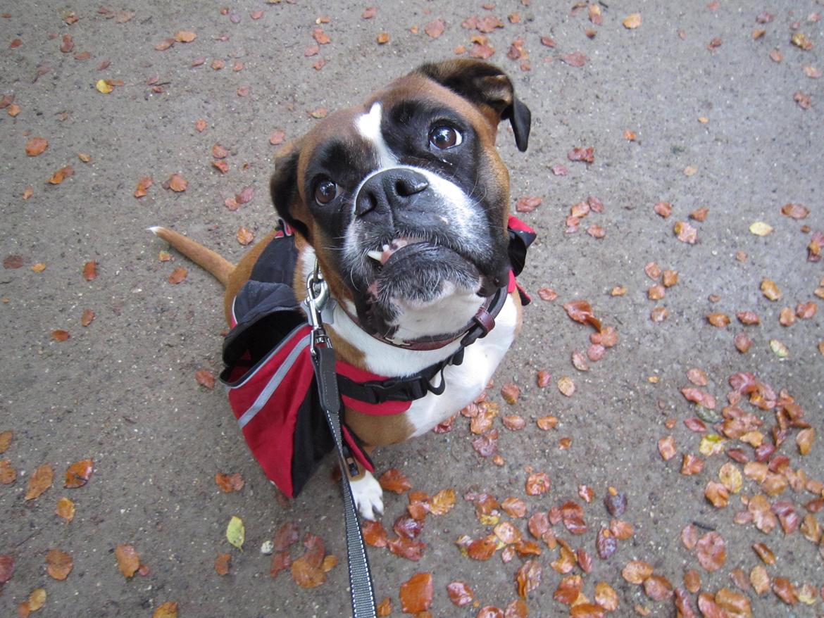 Boxer Molly billede 2