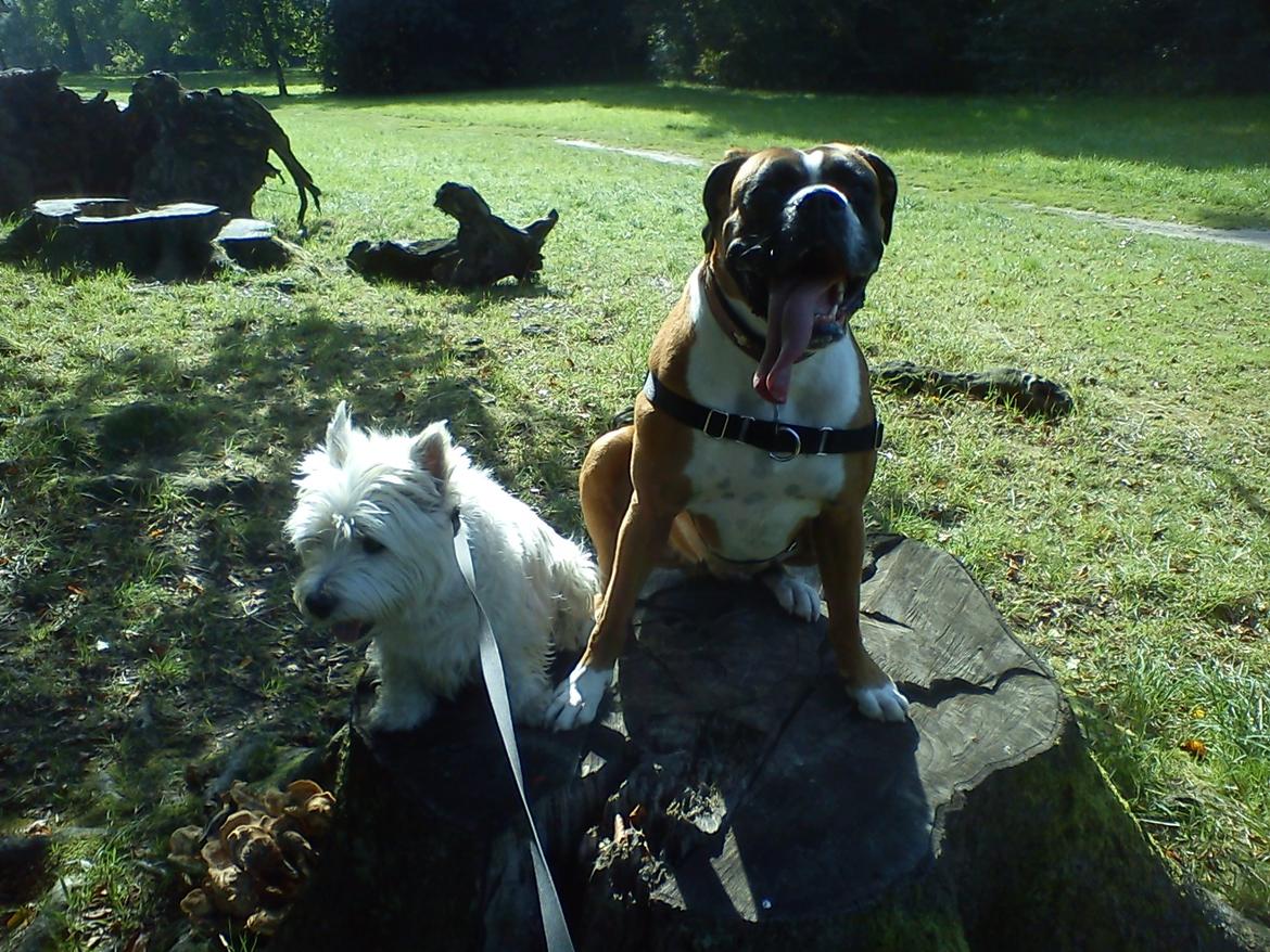 Boxer Molly billede 3