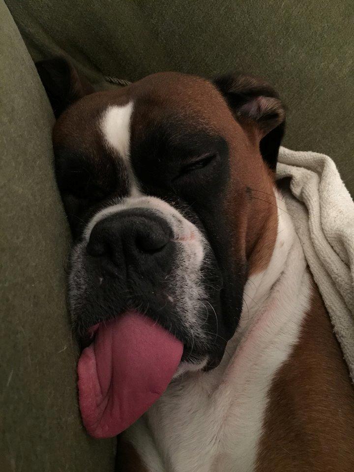 Boxer Molly billede 5