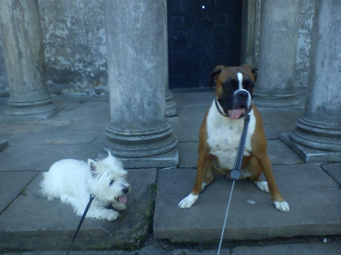 Boxer Molly billede 16