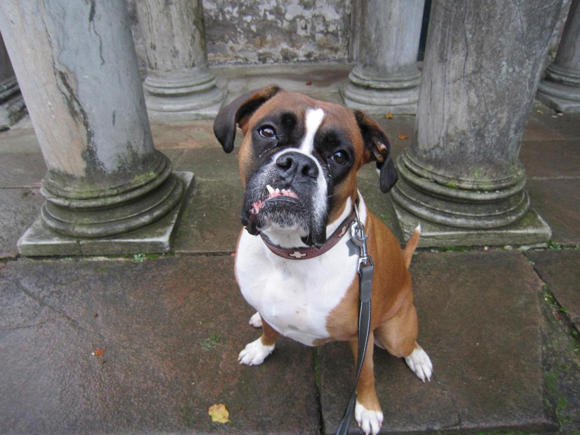 Boxer Molly billede 8