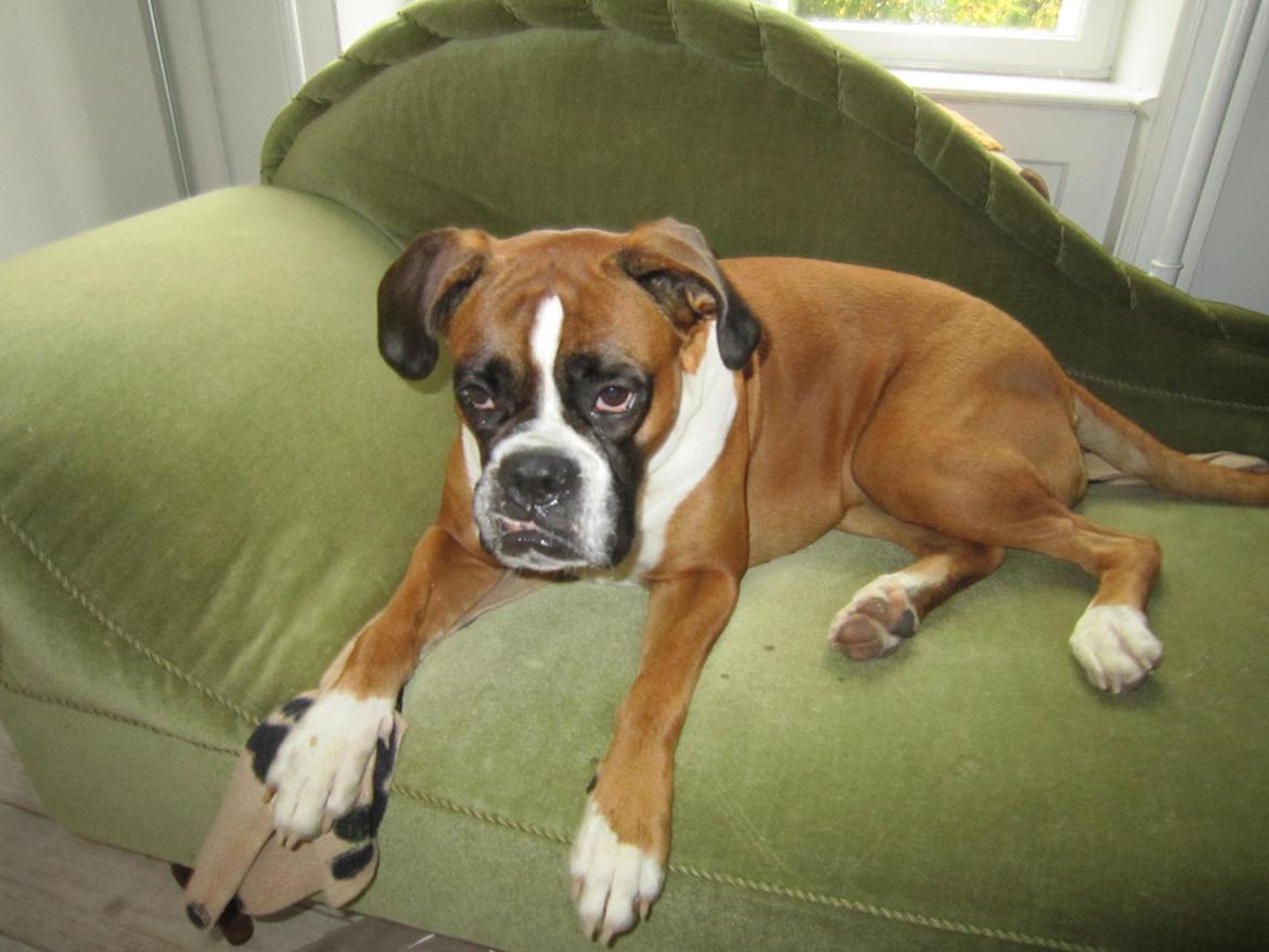 Boxer Molly billede 9