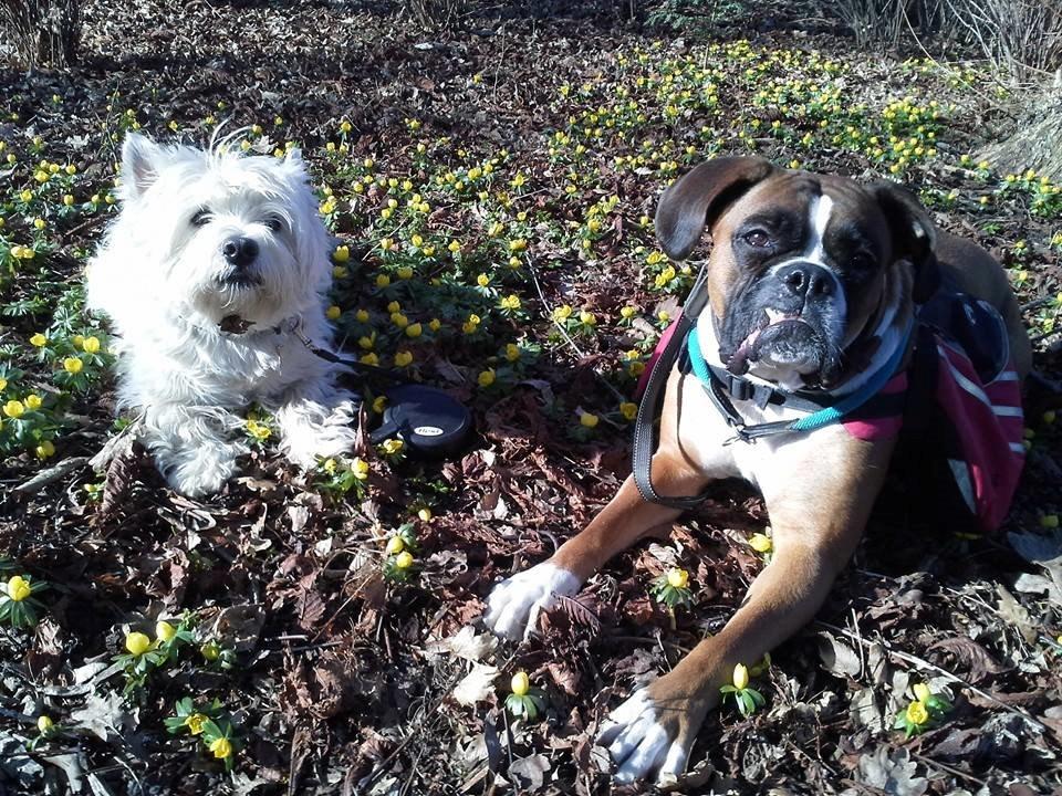 Boxer Molly billede 10