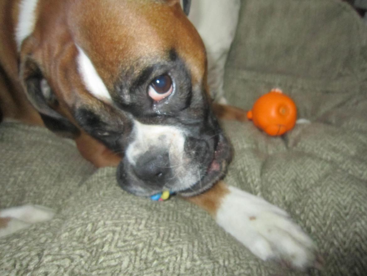 Boxer Molly billede 11