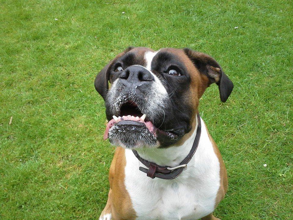 Boxer Molly billede 4