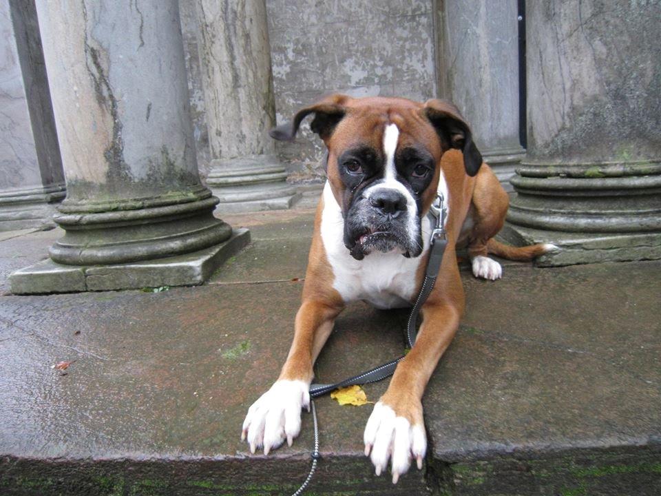 Boxer Molly billede 12