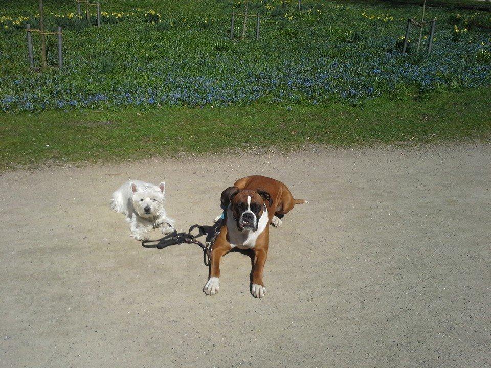 Boxer Molly billede 13