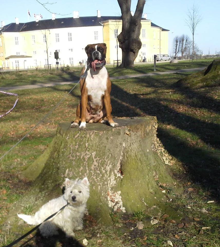 Boxer Molly billede 18