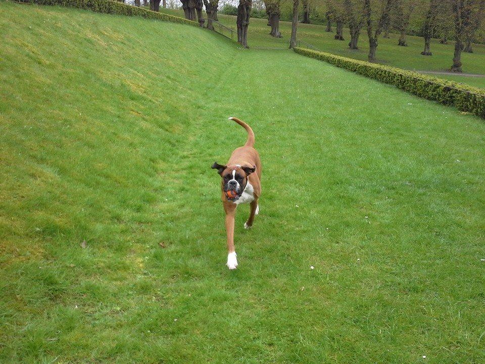 Boxer Molly billede 6