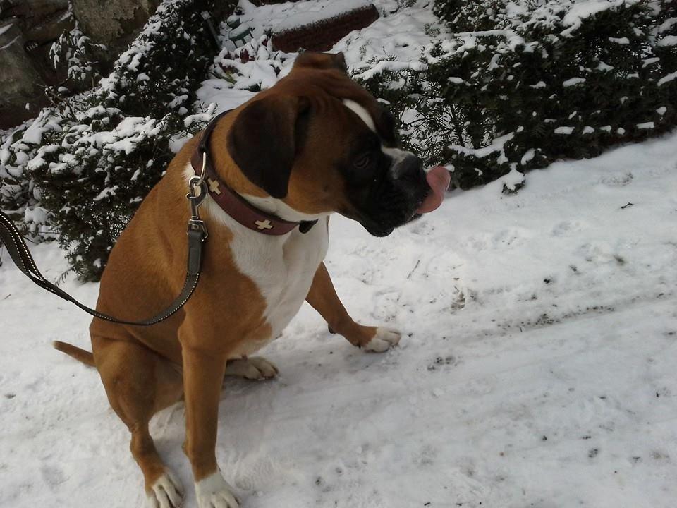 Boxer Molly billede 19