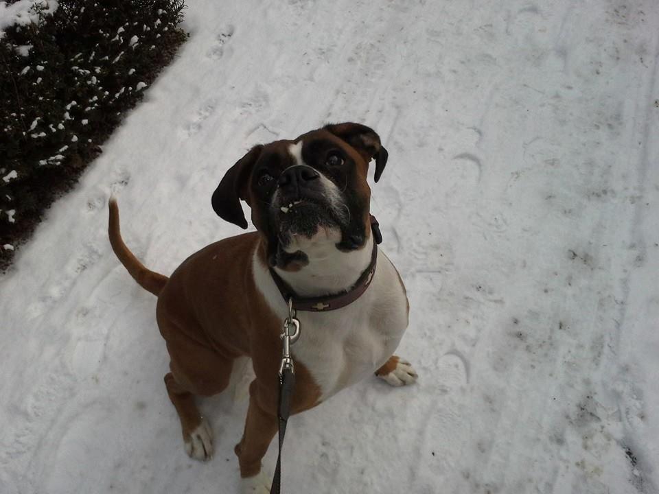 Boxer Molly billede 22