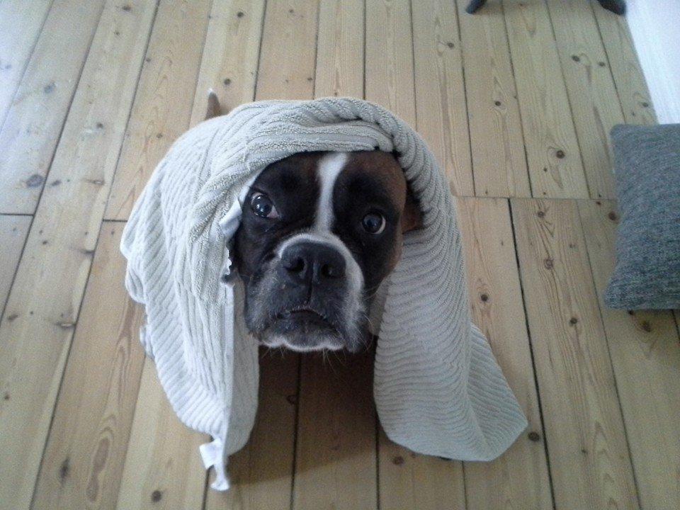 Boxer Molly billede 26