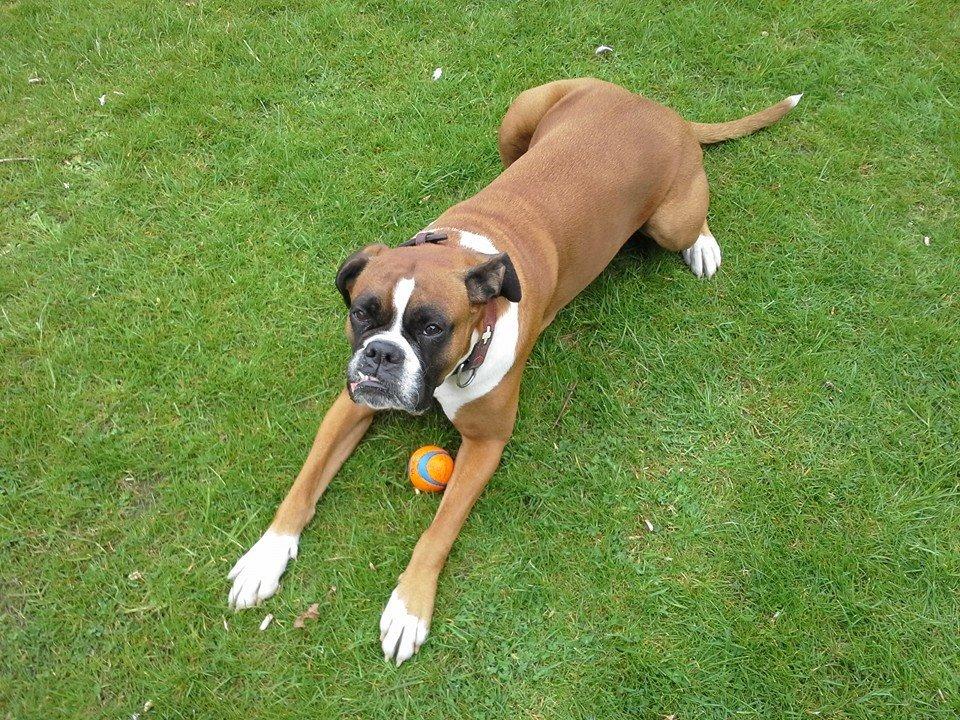 Boxer Molly billede 21