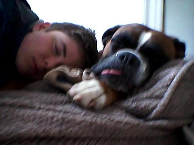 Boxer Molly billede 17