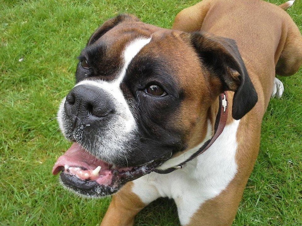 Boxer Molly billede 15