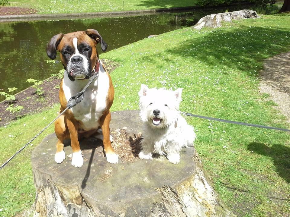 Boxer Molly billede 20