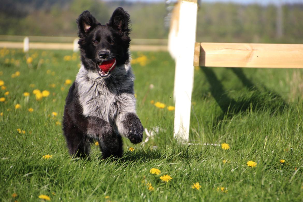 Blanding af racer Ellie billede 34