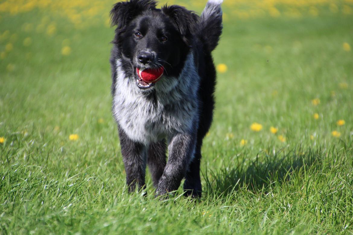 Blanding af racer Ellie billede 10